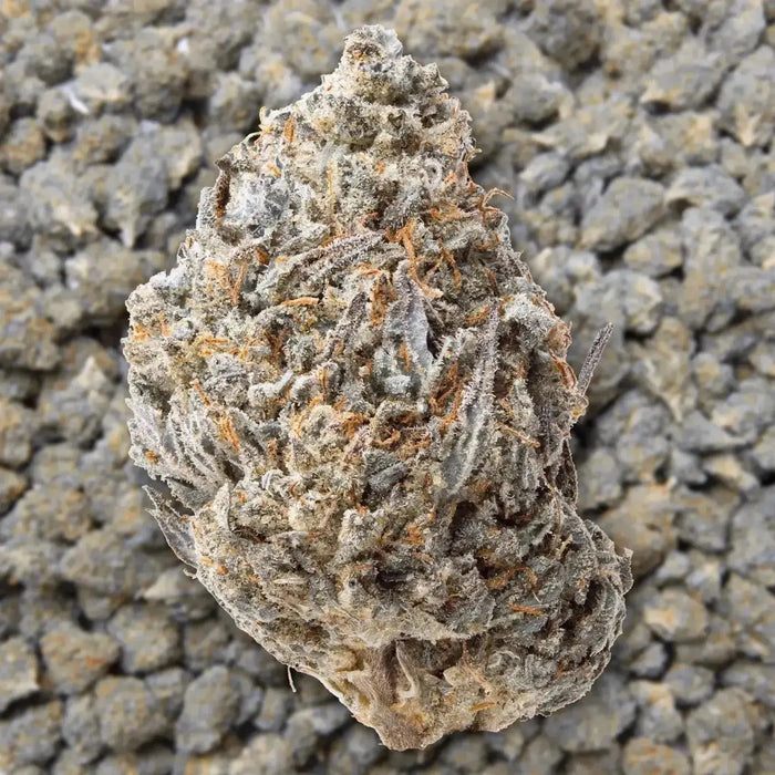 Wonderbread Light Dep THCa Flower supergreenshempco