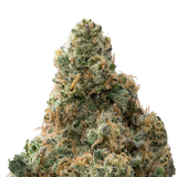 Zangria THCa Flower Ounce