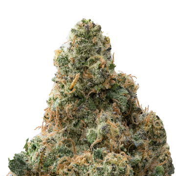 Zangria Premium Indoor THCa Flower macro