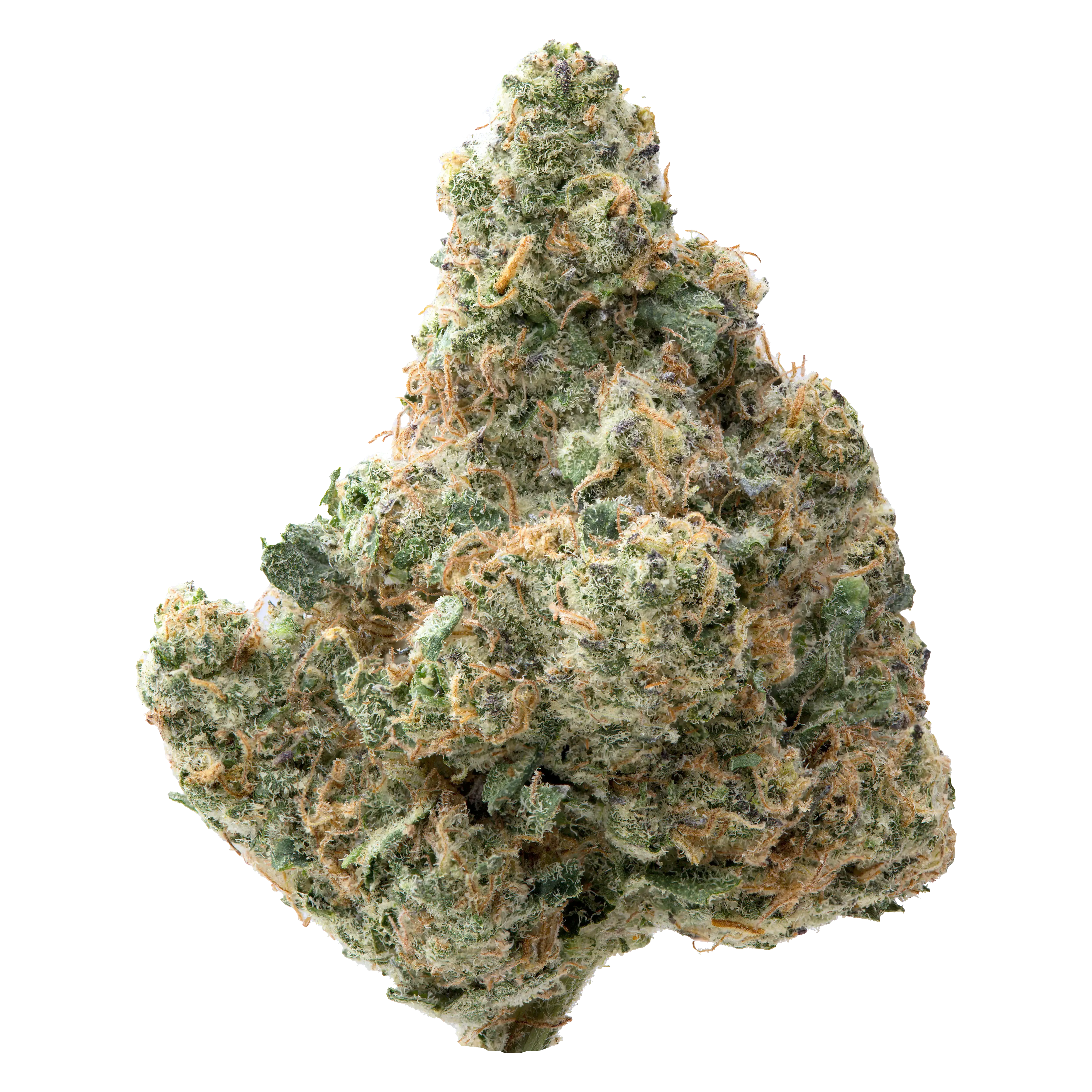 Zangria harvested flower, as labeled by the cited photo source