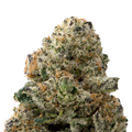 Colombian Gold Premium Indoor THCa Flower macro
