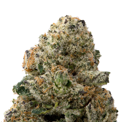 Colombian Gold Premium Indoor THCa Flower macro