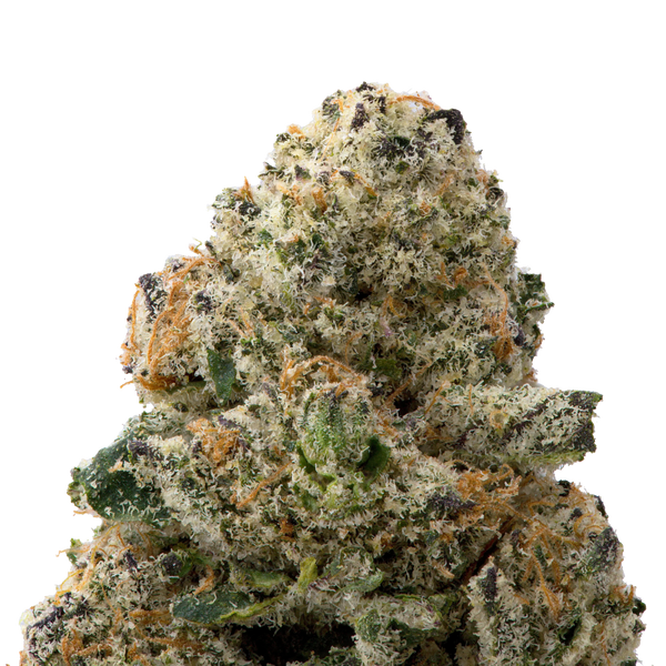 Colombian Gold Premium Indoor THCa Flower macro
