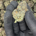 Jelly Cake THCa Flower video