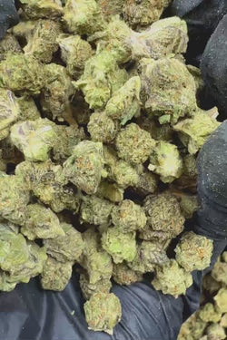 Gelato 41 smalls Flower