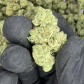 Sticky Tits THCA Flower video