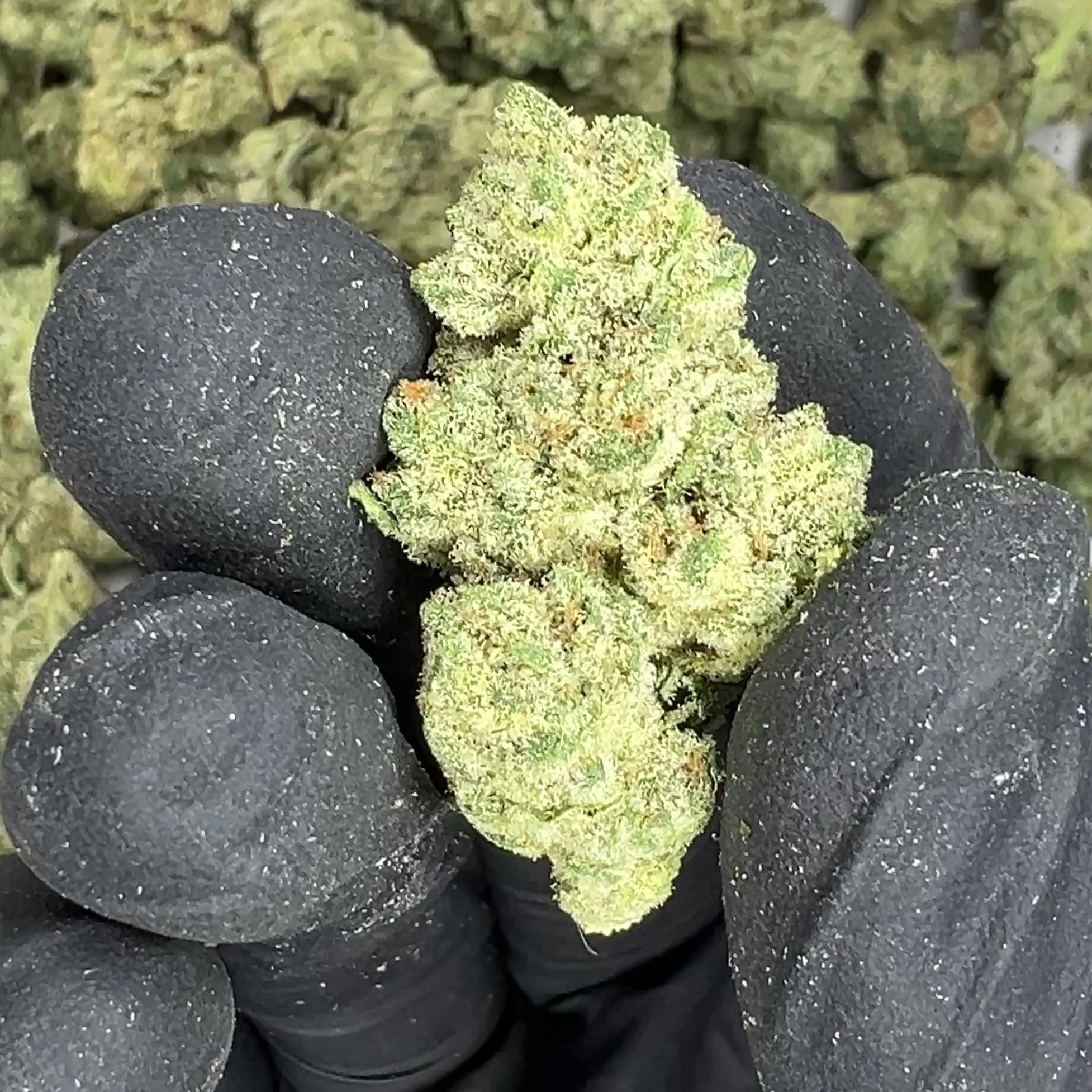 Sticky Tits THCA Flower video