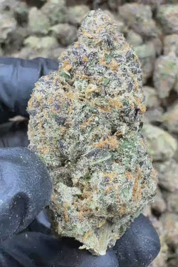 Candyland THCA Flower