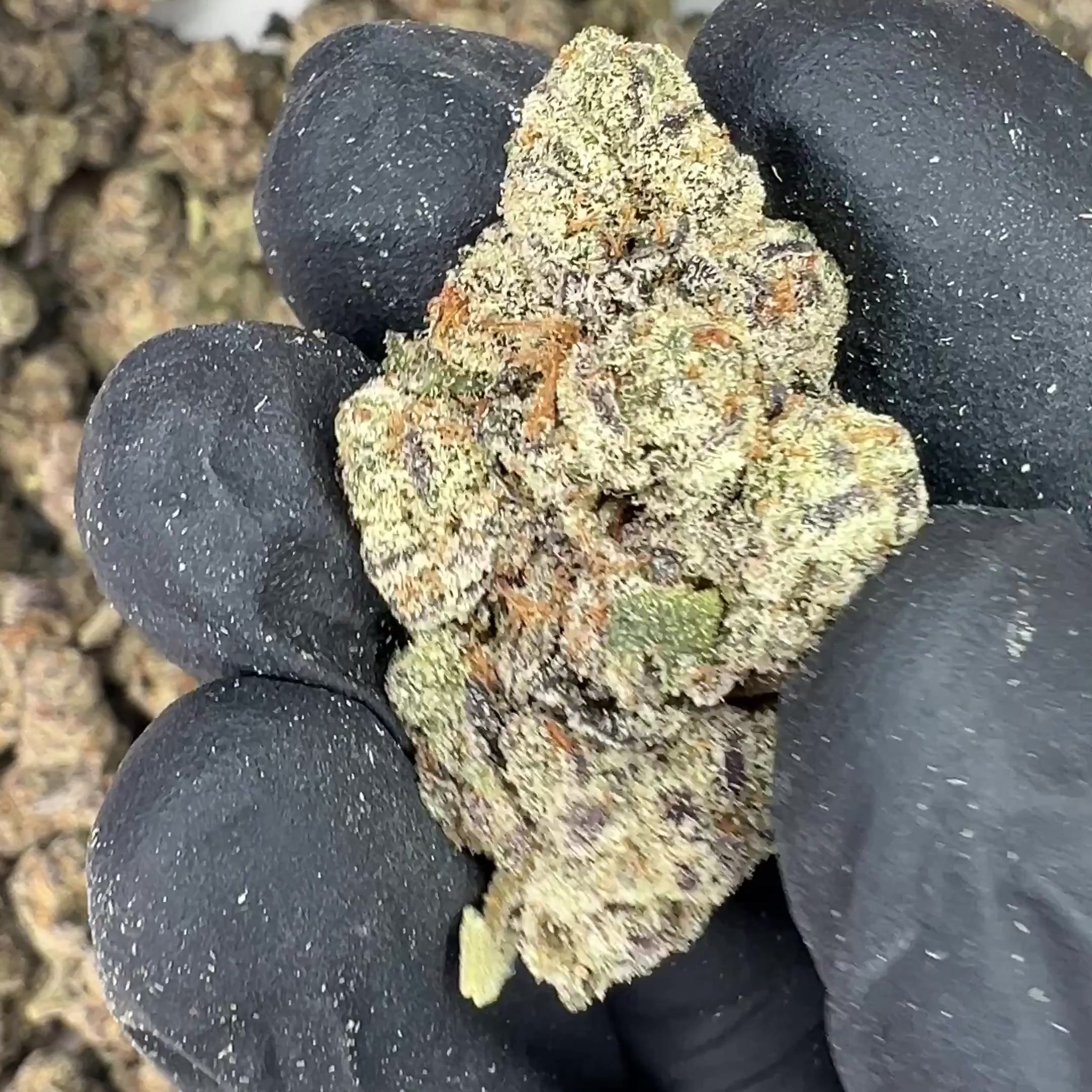 Acai Runtz THCa Flower video