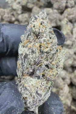Grape ape exotic Flower