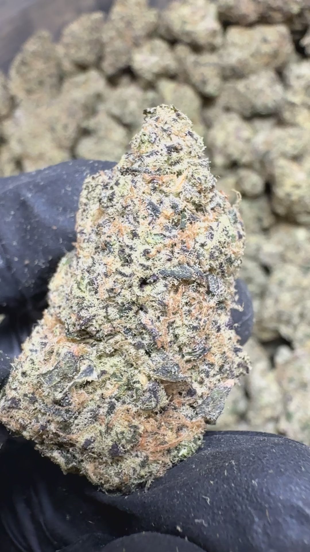 blue zooties thca flower nug and nugs video