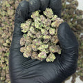 Black Ice Smalls THCa Flower video