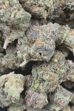 Blue lobster smalls Flower