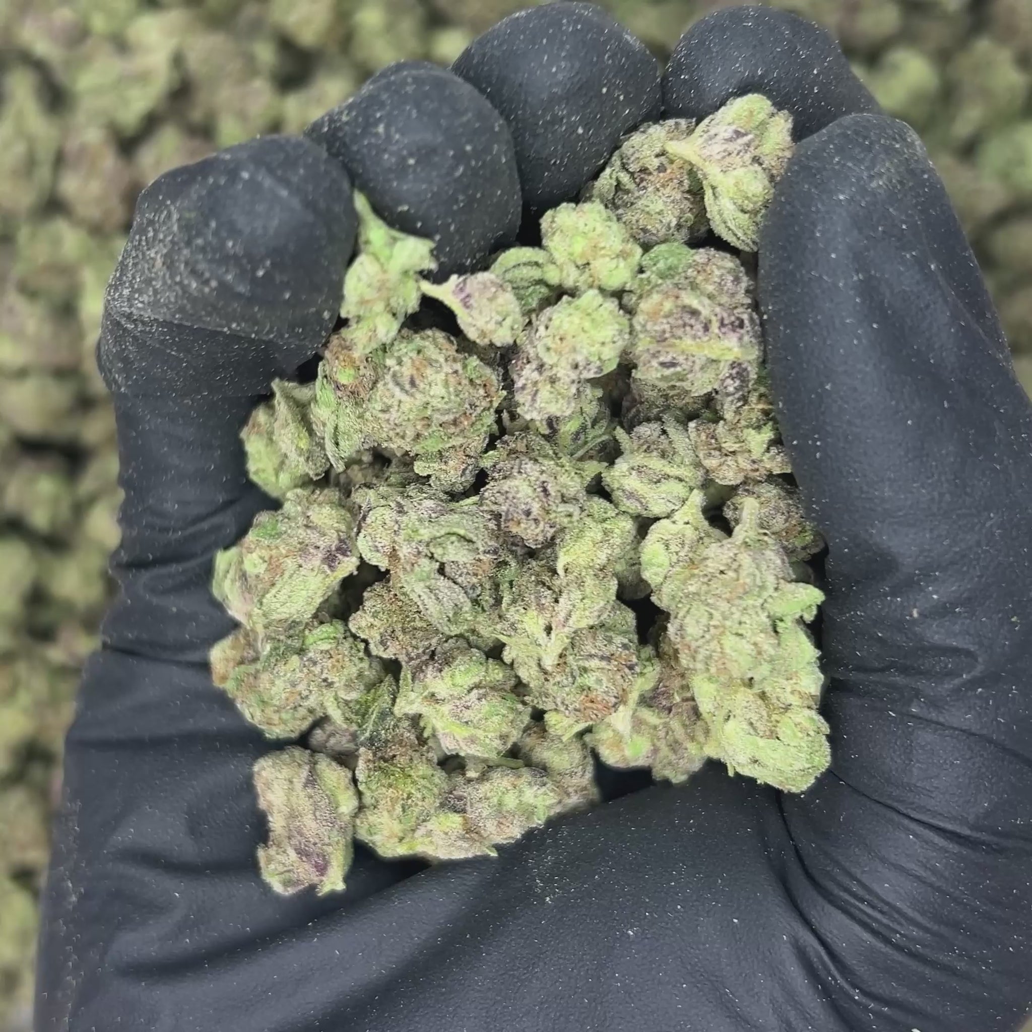 Cereal Milk THCa Smalls video