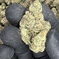 Obama Runtz THCA Flower video