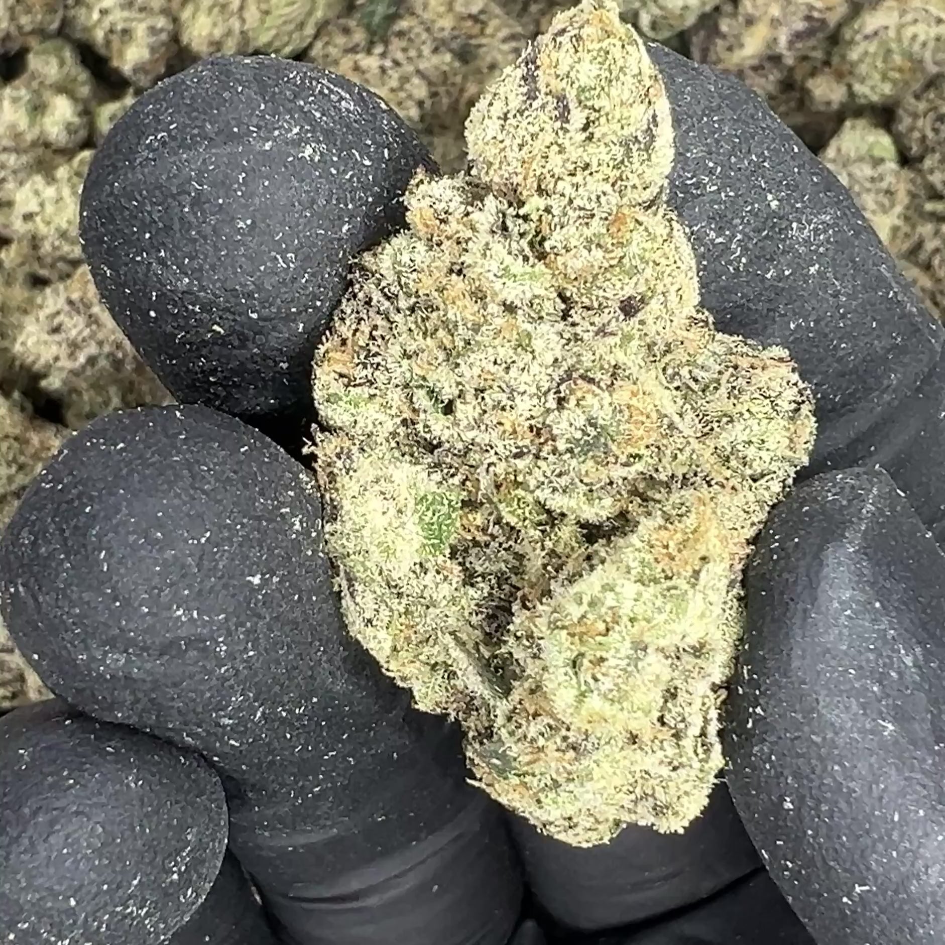 Obama Runtz THCA Flower video