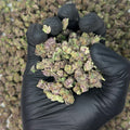 Iced Lemonade Smalls THCa Flower video