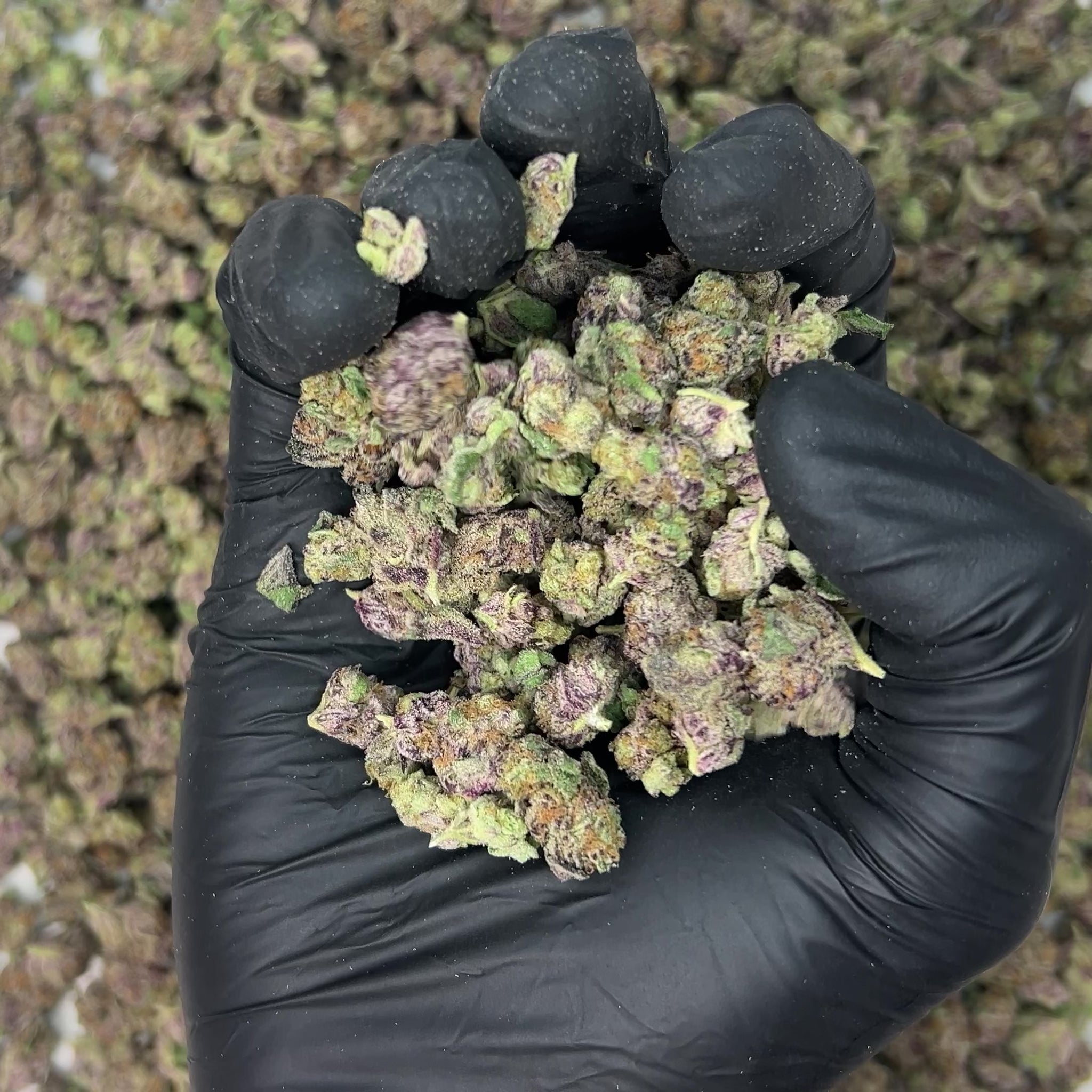 Iced Lemonade Smalls THCa Flower video
