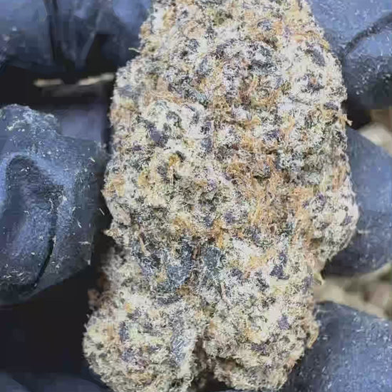 Silver spoon exotic Flower