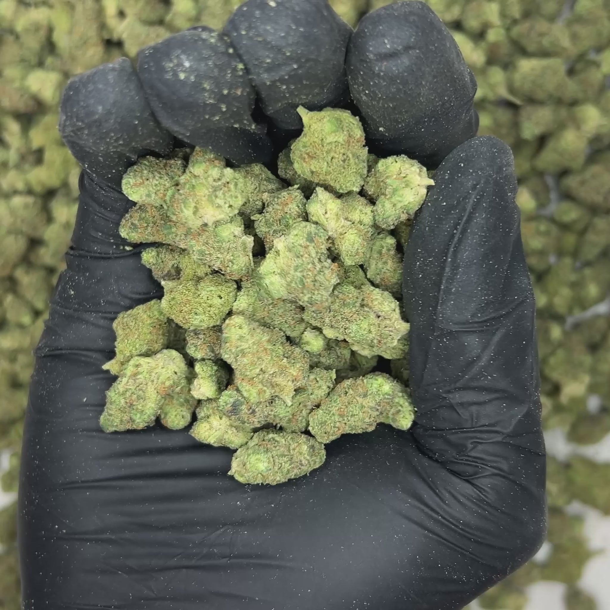 Toranja Smalls THCA Flower video