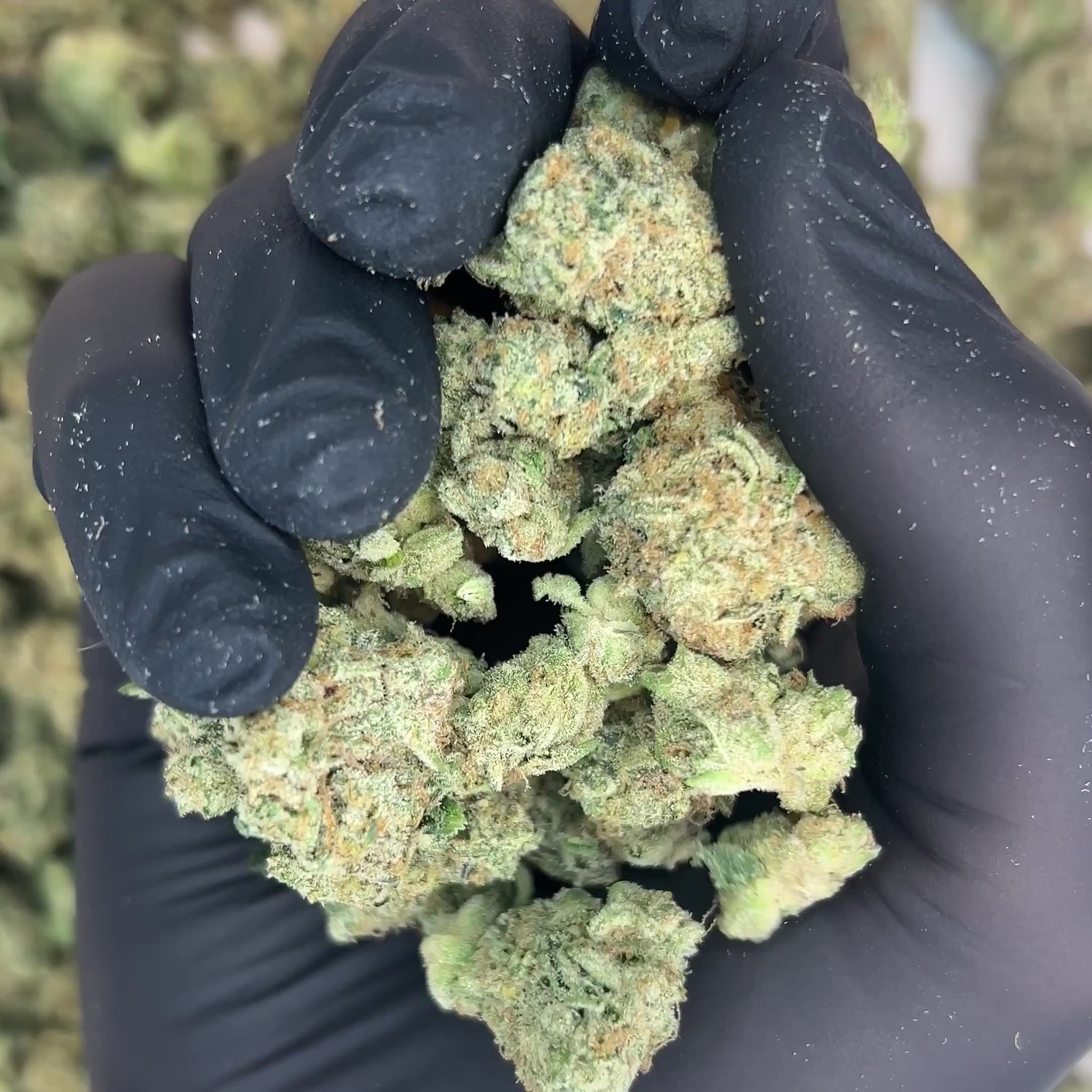 Wedding Cake Smalls THCa Flower video