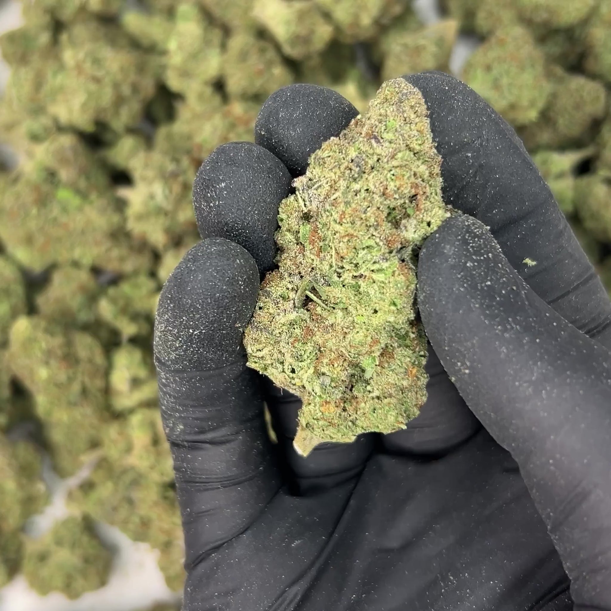 Jet Fuel THCA Flower video