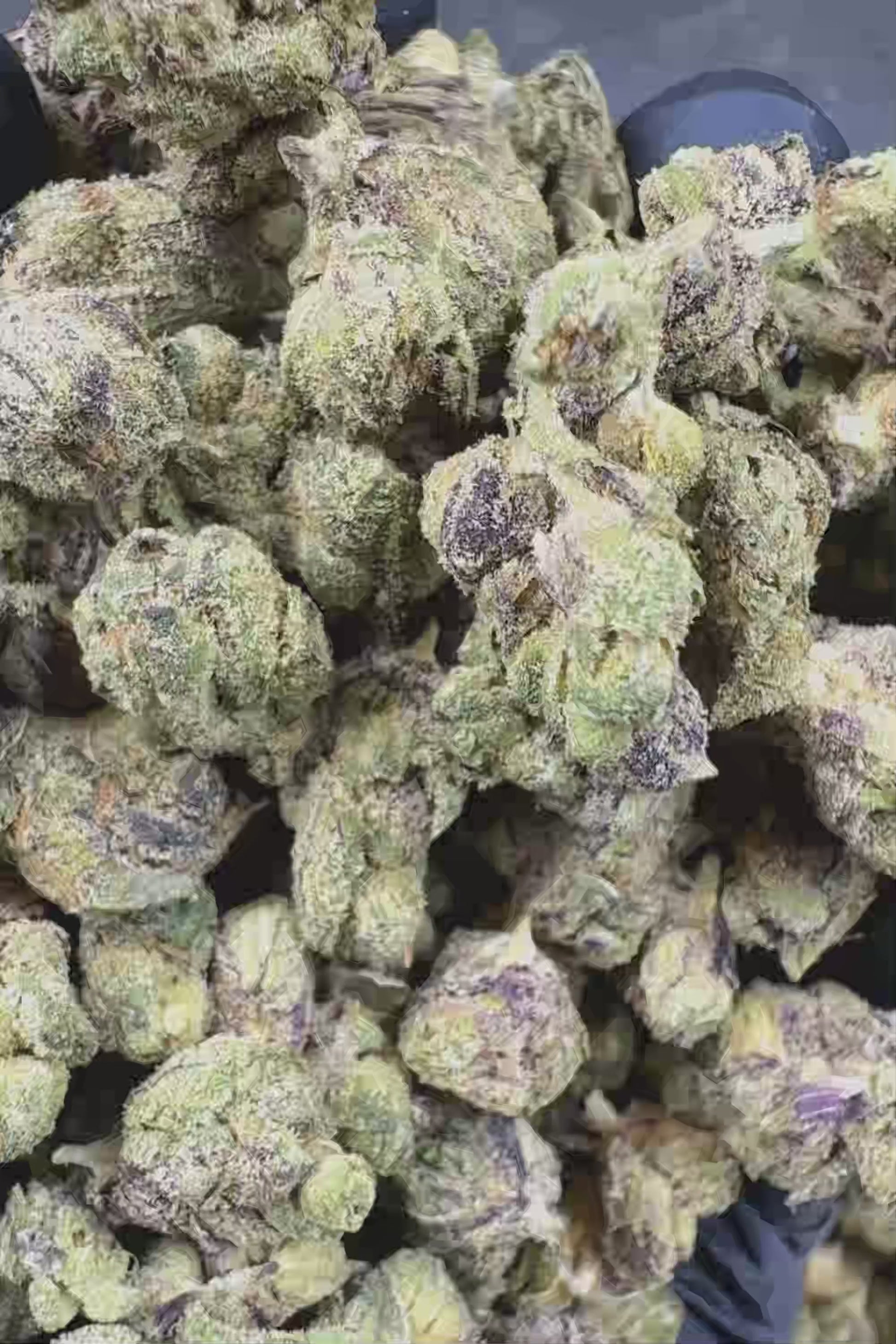 Purple Dream Smalls Flower