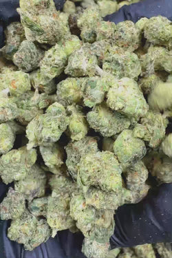 Gelato Cream smalls Flower