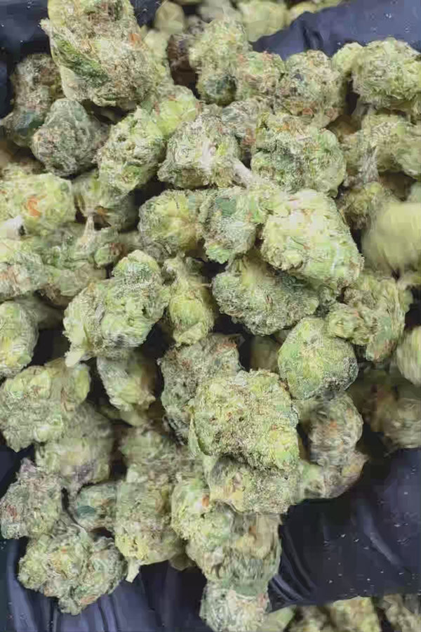 Gelato Cream smalls Flower