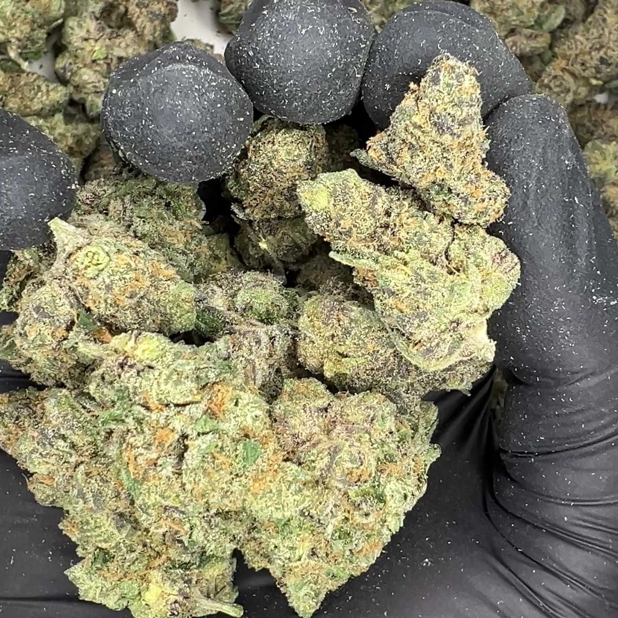 Gas Candy THCA Flower video