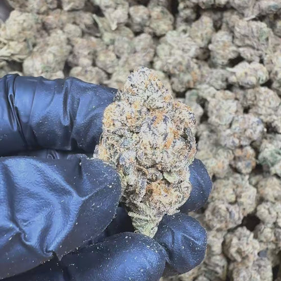 Lemon Cherry Belts Flower