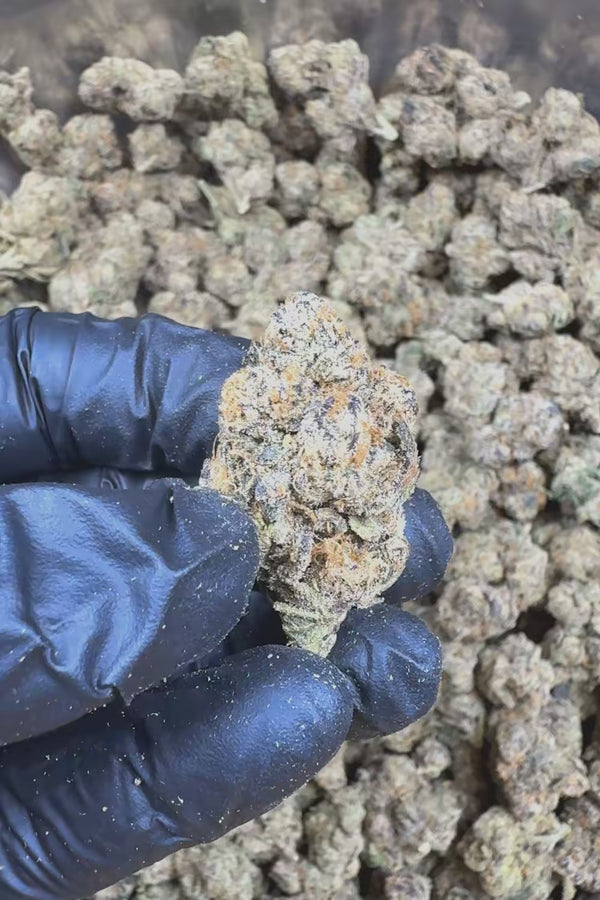 Lemon Cherry Belts Flower