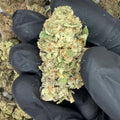 Tropical Gelato THCa Flower video