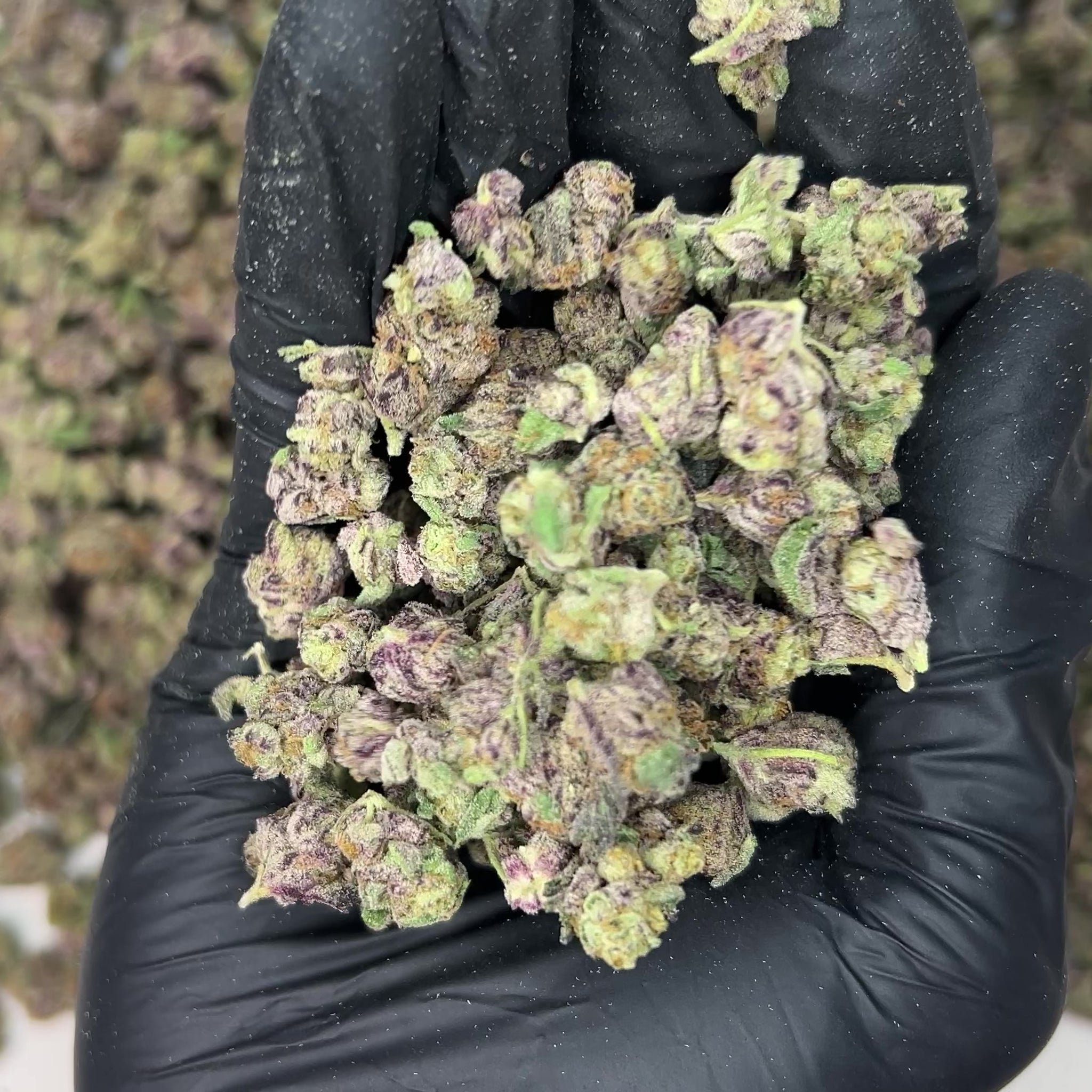 Peanut Butter Breath Smalls THCa Flower video