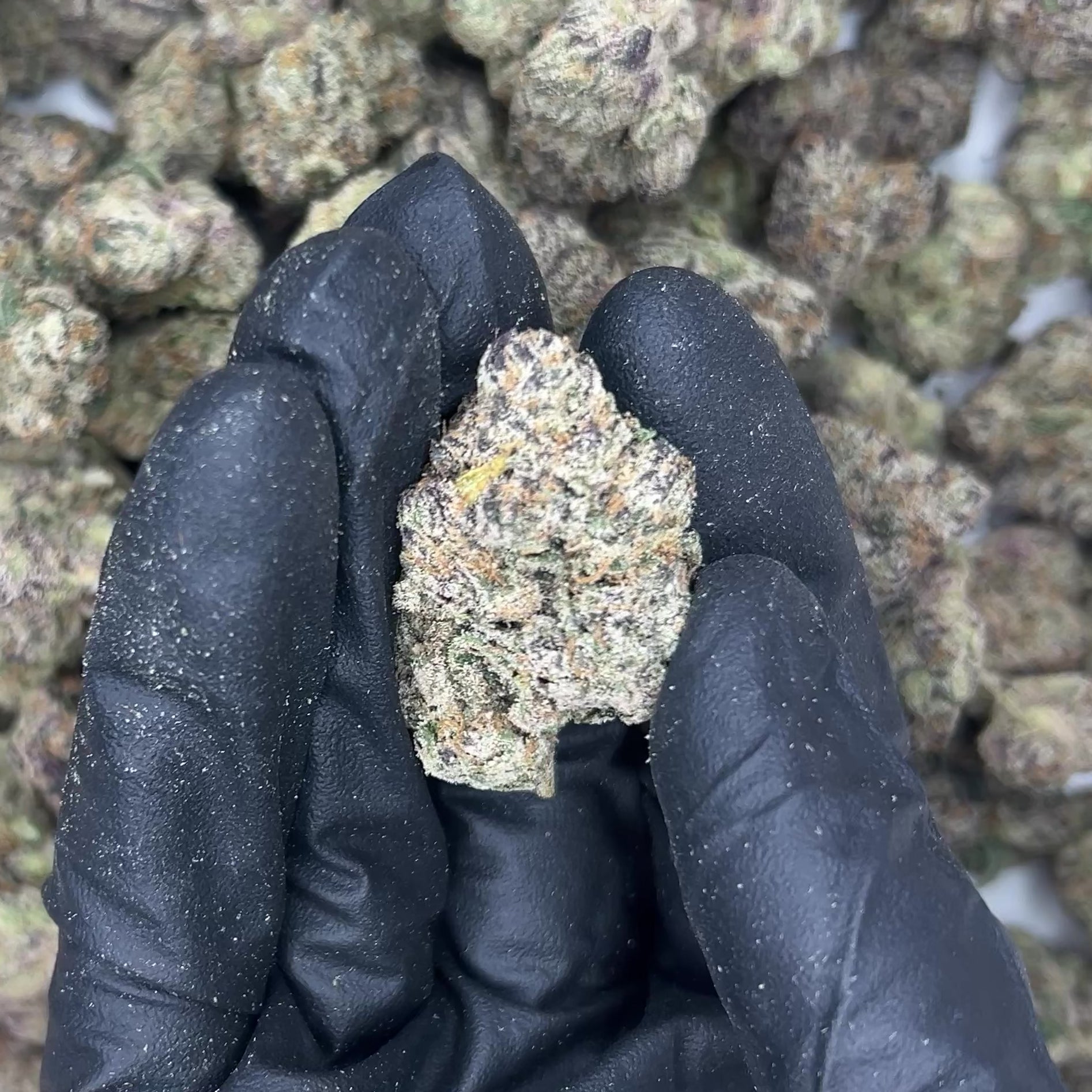 Diesel Runtz THCa Flower video