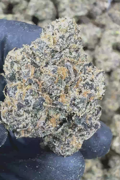 GMZ THCa Flower