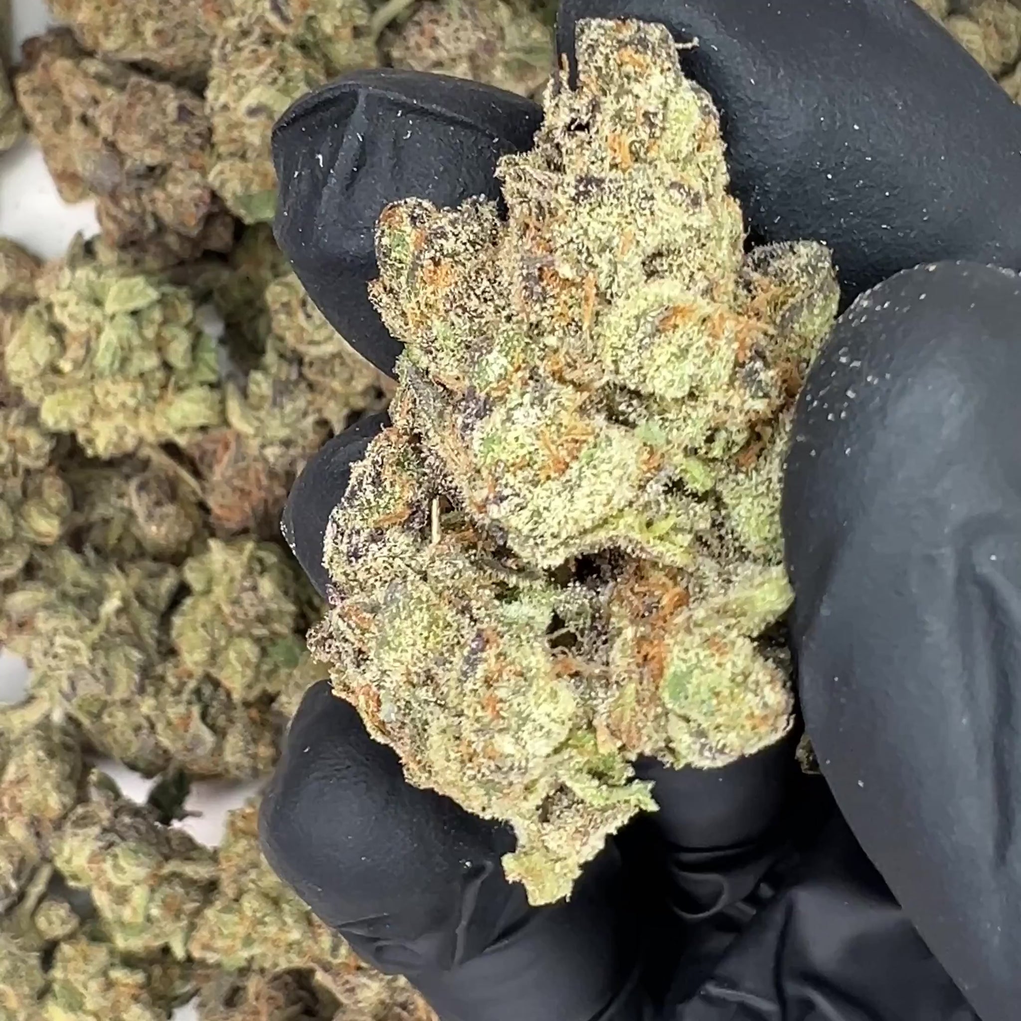 Milk Chocolate Runtz THCa Flower video