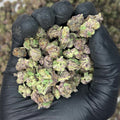 Purple Tesla Smalls THCa Flower video