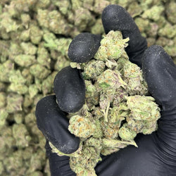 Venom OG Premium Indoor THCa Flower video