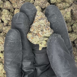 Sour Runtz THCa Flower video