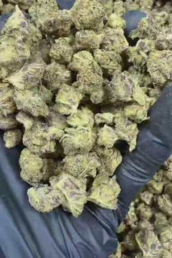 Blizzard berry smalls Flower