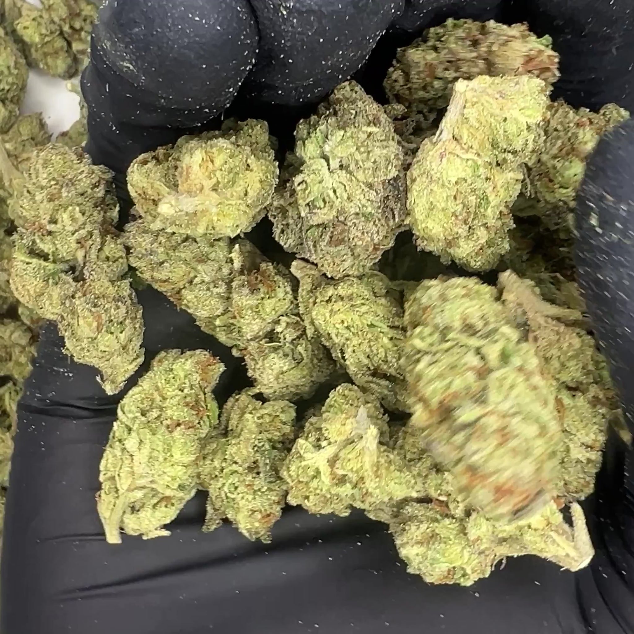 Candyland Greenhouse THCa Flower video