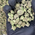 Rainbow Snowman Smalls THCa Flower video