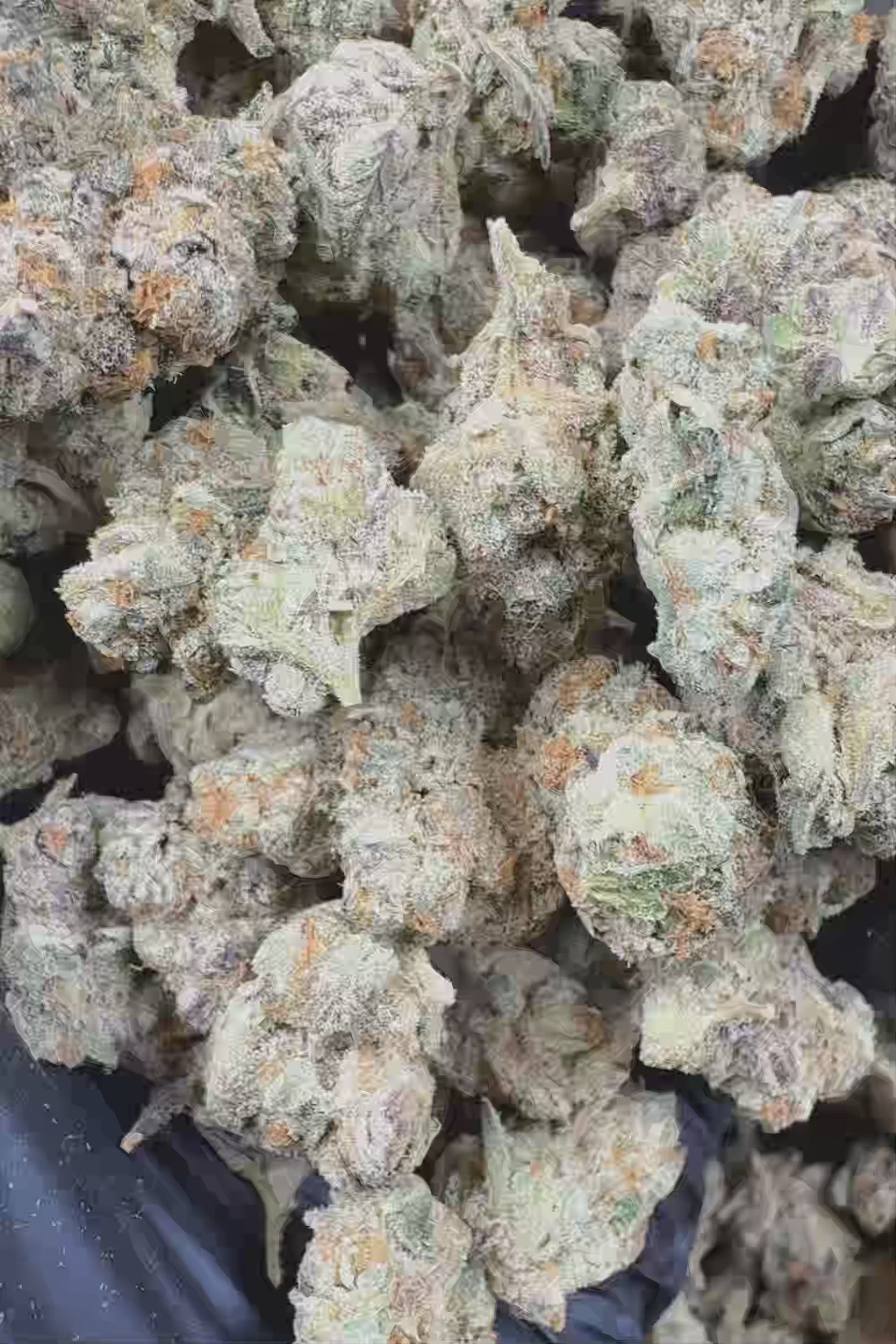 Guava smalls Flower