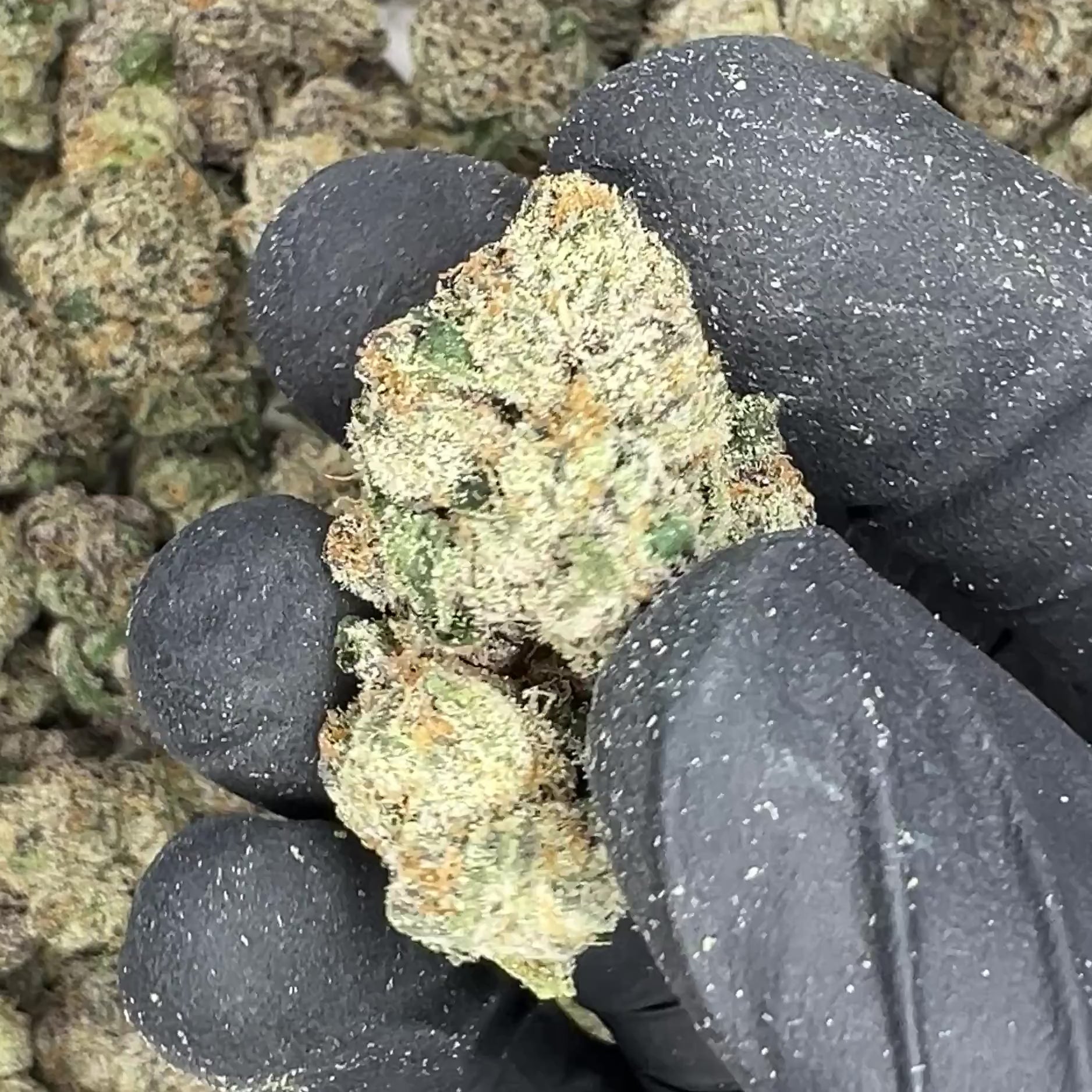 Curelato THCa Flower video