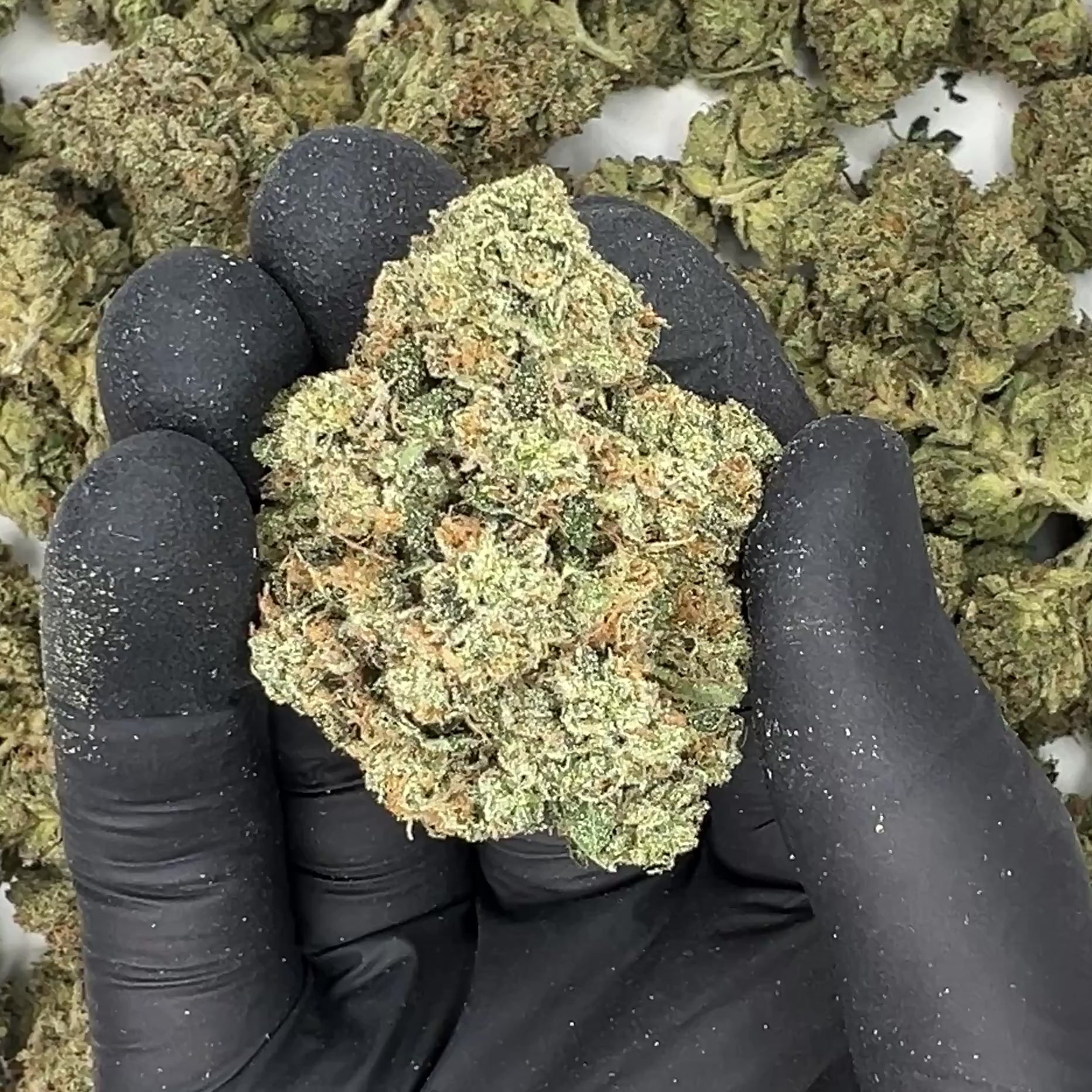 Alien OG THCa Flower video