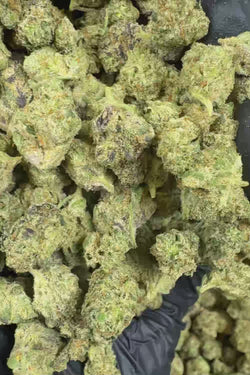 Purple Haze Smalls Flower