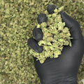 Lemon Mirengue Indoor Micros Ounce video