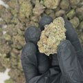 Candy Apples Big THCA Flower video