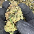 Morning Glory THCa Flower | 28 Grams